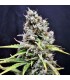 CBD Mix 5 u. fem. CBD Crew Seeds