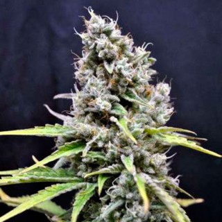 CBD Mix 5 u. fem. CBD Crew Seeds