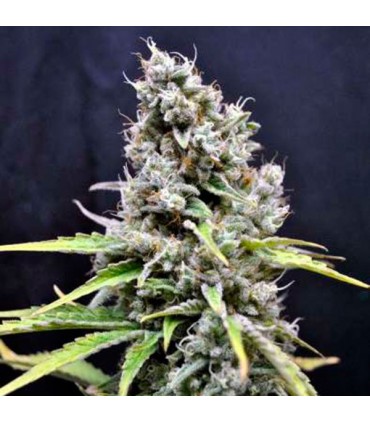 CBD Mix 5 u. fem. CBD Crew Seeds