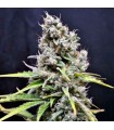 CBD Mix 5 u. fem. CBD Crew Seeds