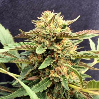 Therapy 5 u. fem. CBD Crew Seeds