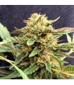 Therapy 5 u. fem. CBD Crew Seeds