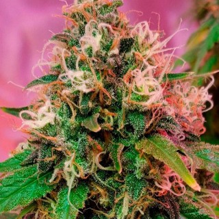 OG Kush 5 u. fem. CBD Crew Seeds