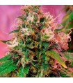 OG Kush 5 u. fem. CBD Crew Seeds