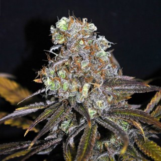 Critical Mass 5 u. fem. CBD Crew Seeds