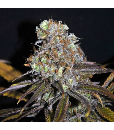 Critical Mass 5 u. fem. CBD Crew Seeds