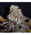 Critical Mass 5 u. fem. CBD Crew Seeds