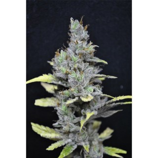 Medi Haze 5 u. fem. CBD Crew Seeds