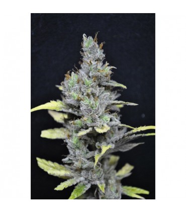Medi Haze 5 u. fem. CBD Crew Seeds