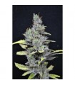 Medi Haze 5 u. fem. CBD Crew Seeds