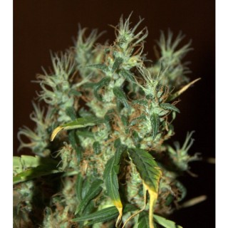 Mango Haze 5 u. fem. CBD Crew Seeds