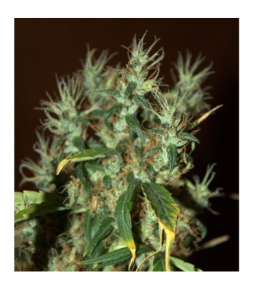 Mango Haze 5 u. fem. CBD Crew Seeds