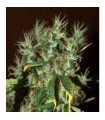 Mango Haze 5 u. fem. CBD Crew Seeds