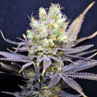 Nordle 5 u. fem. CBD Crew Seeds