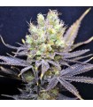 Nordle 5 u. fem. CBD Crew Seeds