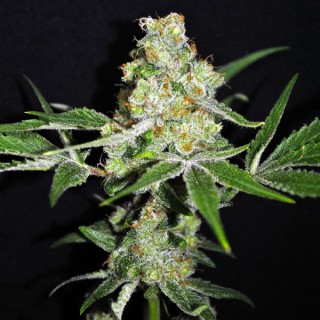 Outdoor Mix 5 u. fem. CBD Crew Seeds