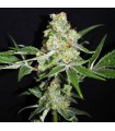 Outdoor Mix 5 u. fem. CBD Crew Seeds