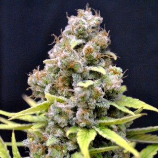 Shark Shock 5 u. fem. CBD Crew Seeds (Agotada en Origen)