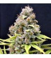 Shark Shock 5 u. fem. CBD Crew Seeds (Agotada en Origen)