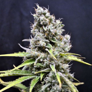 Skunk Haze 5 u. fem. CBD Crew Seeds