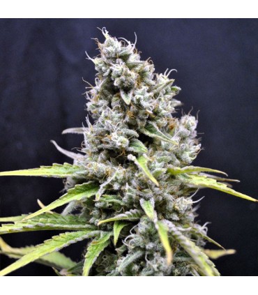 Skunk Haze 5 u. fem. CBD Crew Seeds