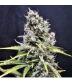 Skunk Haze 5 u. fem. CBD Crew Seeds