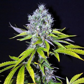 Yummy 5 u. fem. CBD Crew Seeds