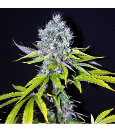 Yummy 5 u. fem. CBD Crew Seeds