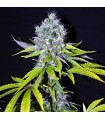 Yummy 5 u. fem. CBD Crew Seeds