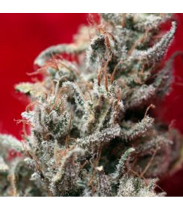 O´Haze Red 7 uds. fem. Reggae Seeds Funky Experience