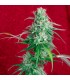 Juanita La Lagrimosa fem. Reggae Seeds Funky Experience