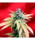 Blackdance fem. Reggae Seeds Funky Experience