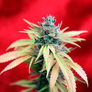 Blackdance  fem. Reggae Seeds Funky Experience