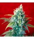 Sra. Amparo fem. Reggae Seeds Funky Experience