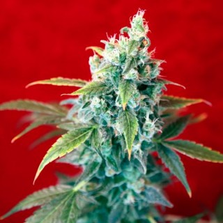 Sra. Amparo  fem. Reggae Seeds Funky Experience