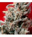 O´Haze Red  fem. Reggae Seeds Funky Experience