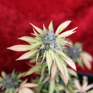 Blackdance 3 uds. fem. Reggae Seeds Funky Experience