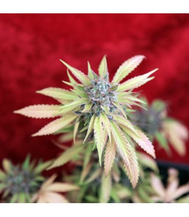 Blackdance 3 uds. fem. Reggae Seeds Funky Experience