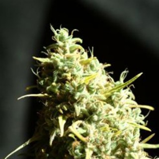 Juanita La Lagrimosa 7 uds. fem. Reggae Seeds Funky Experience