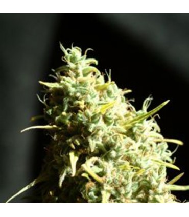 Juanita La Lagrimosa 7 uds. fem. Reggae Seeds Funky Experience