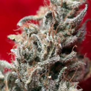 O´Haze Red 3 uds. fem. Reggae Seeds Funky Experience