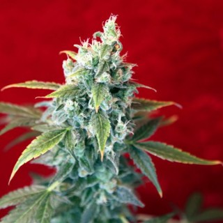 Sra. Amparo 3 uds. fem. Reggae Seeds Funky Experience