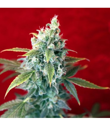 Sra. Amparo 3 uds. fem. Reggae Seeds Funky Experience