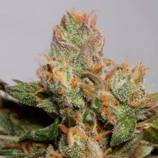 707 Truthband by Emerald Mountain  5 u. fem. Humboldt