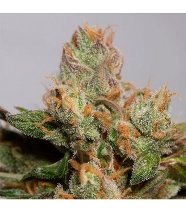 707 Truthband by Emerald Mountain  5 u. fem. Humboldt