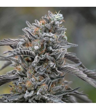 Sapphire OG  5 u. fem. Humboldt