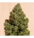 Blue Dream CBD  5 u. fem. Humboldt