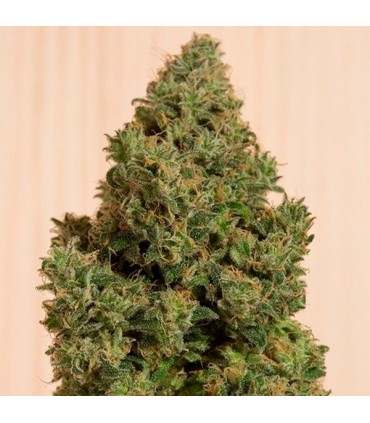 Blue Dream CBD  5 u. fem. Humboldt