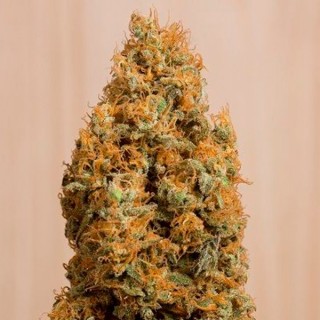 Green Crack CBD  5 u. fem. Humboldt