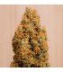 Green Crack CBD  10 u. fem. Humboldt